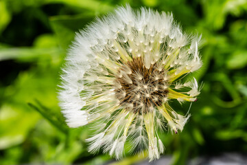 dandelion on green background