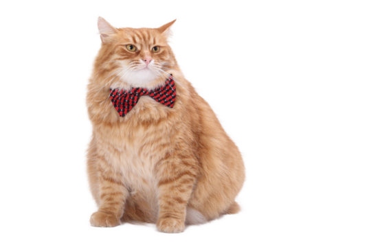 Ginger fluffy cat in red and black patterned bow tie sitting on white background. Cute domestic feline with stylish accessories in studio portrait, isolated on transparent PNG.