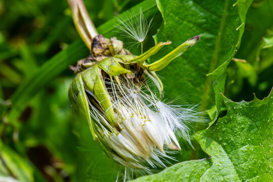 A dandelion unopened on the grass