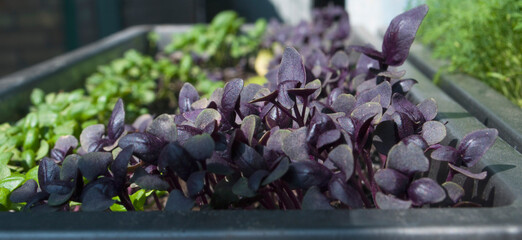 
microgreens, purple basil, healthy healthy eating