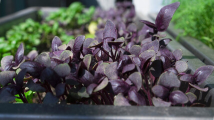 
microgreens, purple basil, healthy healthy eating