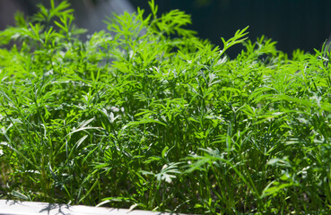 
microgreens, purple basil, healthy healthy eating