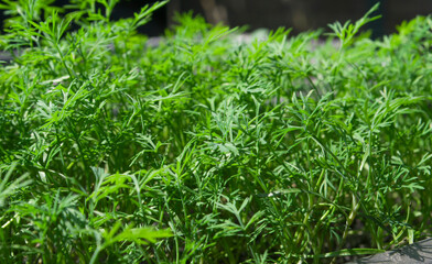
microgreens, purple basil, healthy healthy eating