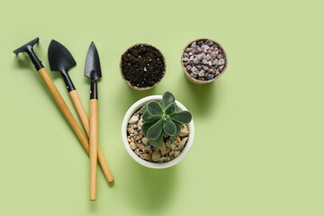 Succulent, gardening tools and pots with soil and stones on green background. Top view
