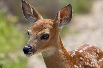 white tailed deer