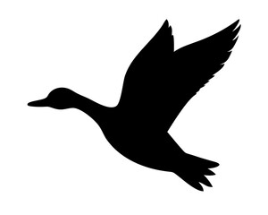 Obraz premium Flying Duck Silhouette Vector - Migratory Waterfowl Outline for Hunting Logos, Nature Apparel & Wetland Conservation
