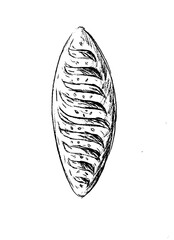 bread food manual sketch illustration