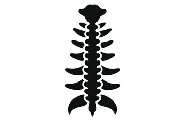 Human Spine Anatomy Black and White Illustration of Vertebrae and Spinal Structure