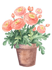 Watercolor blossoming blooming orange pink ranunculus flowers in ceramic pot.Hand drawn illustration,isolated