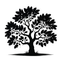 Detailed Oak Tree on White Background.