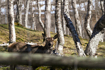 Young deer in the zoo