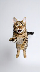 A startled cat is caught mid-air, with an exaggeratedly wide-eyed expression of shock and surprise.