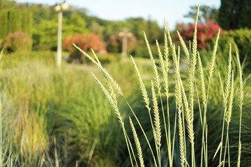Tall grass sways gently in the breeze at a peaceful botanical garden during late afternoon sunlight