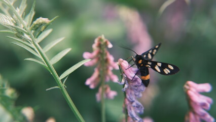 butterfly on a flower