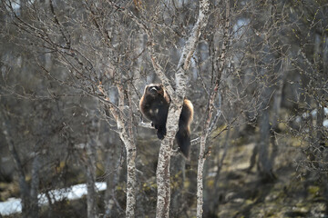 Wolverine on a tree 