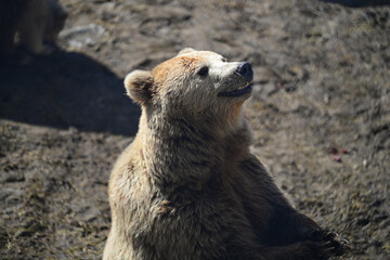 Bear standing in the zoo