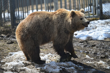 Brown bear in the zoo 