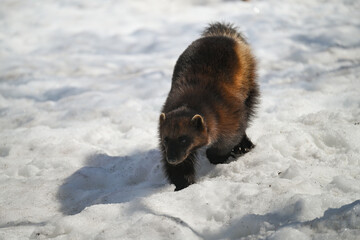 Wolverine in the snow 