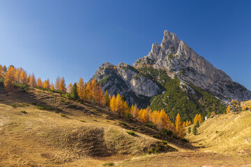 Fototapeta premium Cinque Torri mountain group towering over colorful autumn trees in Cortina d'Ampezzo, Dolomites, Italy