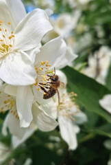 Honey bee diligently collecting pollen from the vibrant yellow stamens of a white Mock Orange (Philadelphus) flower