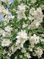 Dense cluster of Mock Orange blossoms, delicate white flowers with fragrant bright yellow stamens. Lush green leaves are interspersed among the profusion of bloom