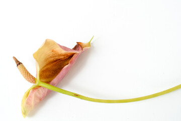 A withered pink anthurium flower lying on a white background. The long, curved green stem and faded...