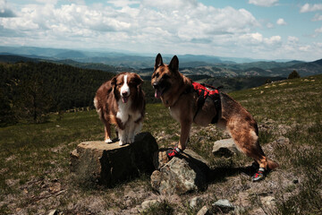Two dogs - German and Australian shepherd standing on rocks on mountain Cigota, enjoying panoramic view over Serbian hills. Hiking with pets concept