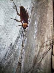 mosquito sucking blood extreme closeup