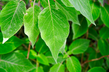 Fototapeta premium Close-up of green leaves of bush Hydrangea Sargentiana Rehder at Swiss city of Zürich on a sunny late spring day. Photo taken June 14th, 2025, Zurich, Switzerland.