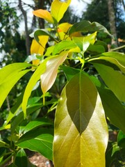 yellow leaves on a tree
