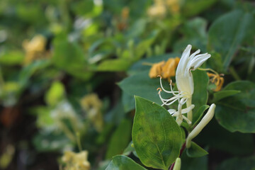 Close-up of white and yellow Honeysuckle flowers. Lonicera japonica, known as Japanese honeysuckle...