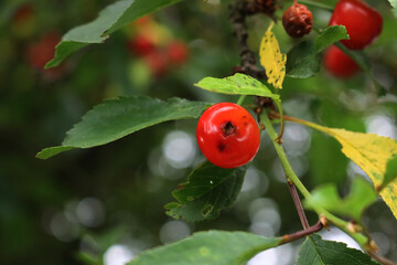 Detail of red sour cherry with rotting spots on branches.  Disease on Prunus cerasus