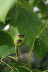 Rotten walnut fruits on branches with dark brown spots in the orchard. Walnut tree with disease on summer