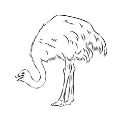 ostrich, vector sketch