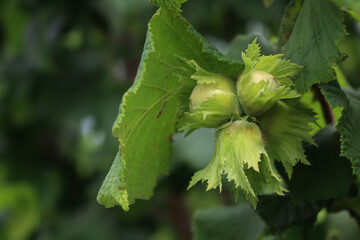 Unripe green hazelnuts growing on branch on springtime. Corylus avellana tree