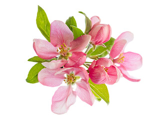 Obraz premium Delicate Pink Apple Blossoms Springtime Floral Beauty