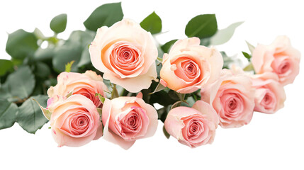 Obraz premium A classic bouquet of roses, white background --ar 16:9