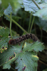 Close-up of hairy Melitea butterfly larva eating mallow leaves 