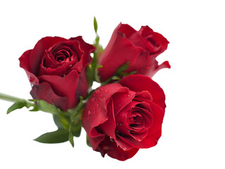 Fototapeta premium Three Stunning Red Roses A Symbol of Love and Passion