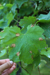 close-up of green Vine leaves in the vineyard with Black Rot. Disease caused by Guignardia bidwellii