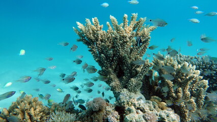Colorful tropical fish on a coral reef, amazingly beautiful fairy world. In the coral gardens of...