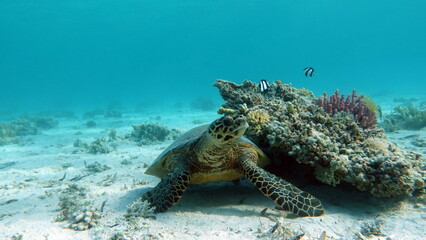 Hawksbill sea turtle (CR species) Hawksbill Turtle - Eretmochelys imbricata.
