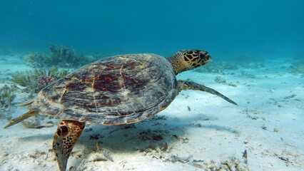 Obraz premium Hawksbill sea turtle (CR species) Hawksbill Turtle - Eretmochelys imbricata.