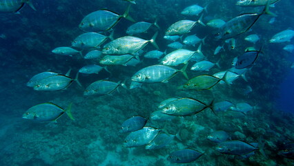 Colorful tropical fish on a coral reef, amazingly beautiful fairy world. In the coral gardens of the Red Sea.

