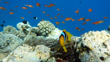 Colorful tropical fish on a coral reef, amazingly beautiful fairy world. In the coral gardens of the Red Sea.
