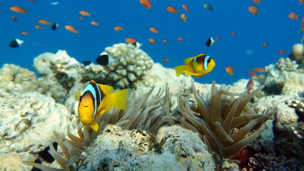 Colorful tropical fish on a coral reef, amazingly beautiful fairy world. In the coral gardens of the Red Sea.

