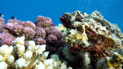 Scorpaenidae. Short-fledged dendrochir.
Tassled Scorpionfish. Fish - a type of bone fish Osteichthyes. Scorpaenidae. Flat-headed scorpenopsis.
