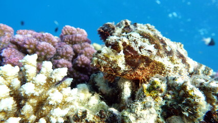 Scorpionfish, Fish - type bone fish Osteichthyes, Scorpaenidae, Flathead scorpenopsis.