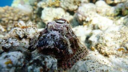 Scorpionfish, Fish - type bone fish Osteichthyes, Scorpaenidae, Flathead scorpenopsis.