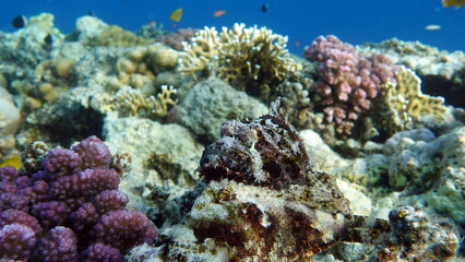 Scorpionfish, Fish - type bone fish Osteichthyes, Scorpaenidae, Flathead scorpenopsis.